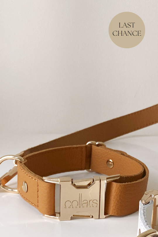 Collar - Spice
