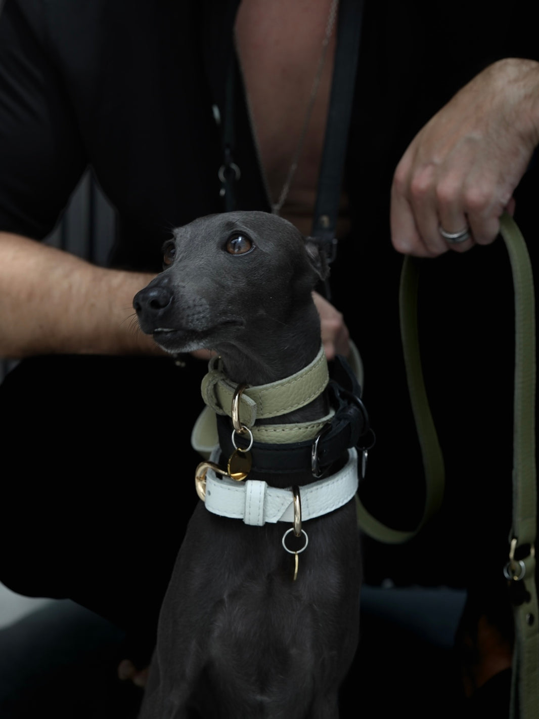 Dubai Based Luxury Leather Dog Collars, Harnesses and Leash Collars